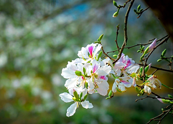 Hoa ban nở rộ vào tháng 3.